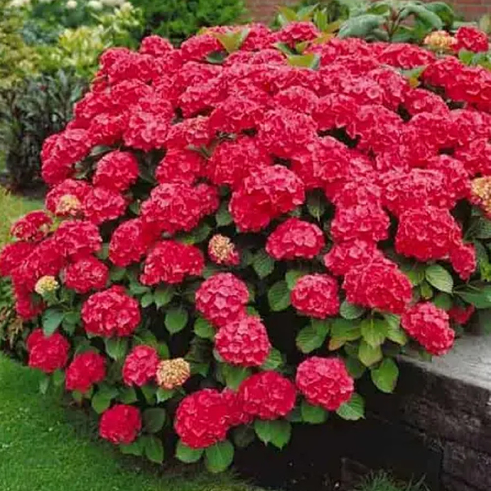 Гортензія Хот Ред недорого ❀ Купити саджанці Hydrangea Hot Red в